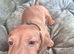 7 miniture Dachshund puppies available