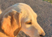 2 puppies for &pound;700 , one for &pound;400 cockerspaniel mix