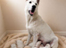 KC White Swiss Shepherd puppies Champion Bloodline