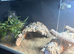 Bearded dragon female