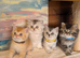 Beautiful Scottish straight kittens
