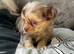 Chihuahua Longcoat chocolate Merle boy