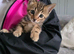 Bengal kittens READY NOW