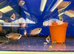 Honey Gourami (Trichogaster chuna)