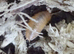 Small Colony of Giant Orange Isopods (Porcellio Laevis) + you will get a small amount of White + Orange Springtails with your Isopods too