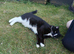 Cats for rehoming