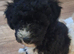 Beautiful very fluffy mailtopoo pups