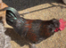 Two male bantams