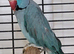 Semi Tame Blue Male Indian Ringneck Talking Parrot