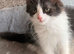 Full breed Siberian kittens
