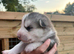Shepsky Pups