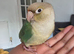 Handtame baby conure
