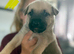 German shepherd x American bully