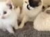 Ragdoll kittens