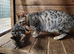 Silver bengal female