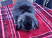 Mini lop / plush lop