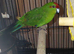 Kakariki