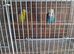 2 breeding pair of exhibition budgies