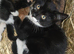 Farm breed kittens