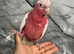 Friendly Baby HandReared Super Tame Cuddly Lutino Galah Parrot,31