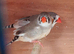 Finches
