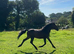 Yearling Dartmoor hill pony FILLY
