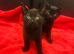 2 Left!! 1/2 Siamese kittens