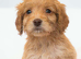 F1 cockapoo puppies