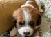 3  lovely CavaJacks for sale