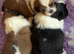 Shih Tzu puppies kc reg