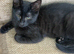 1 female kitten