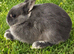 Blue Otter Netherland Dwarf Doe