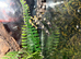 Indian ornamental - well grown on- stunning spider