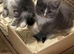 Mitted Ragdoll Cross Kittens - Medium/Long Coated