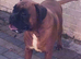 Boxer girl