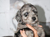 Health tested f1b cockapoo babies