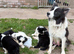 Beautiful Border Collie puppies for sale