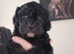 F1 Cavapoo puppies