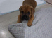Male Mixed breed puppy for sale in oxford