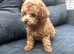 Toy poodle (female)