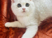 Stunning Male Kitten