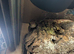 Malibu corn snake with enclosure