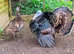 Wild American Turkey trio