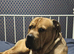 Scooby needs new forever home