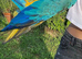 Very friendly Fully tame macaw 2 years old