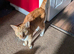 Female ginger cat ready in 3 weeks