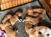 F1 cockapoos pups