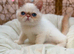 Stunning exotic kittens high quality