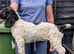 Spanish Water Dog RKC register