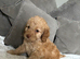Chocolate an tan wrapped in cream Cockapoo puppies